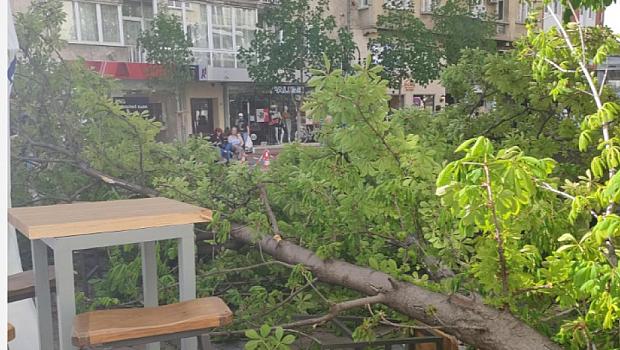 Голямо дърво падна на бул."Витоша" в София